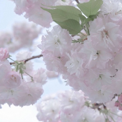 槐荫福瑞交流群